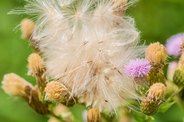 leicht wollig fliegt es beim nächsten Windstoss dahin