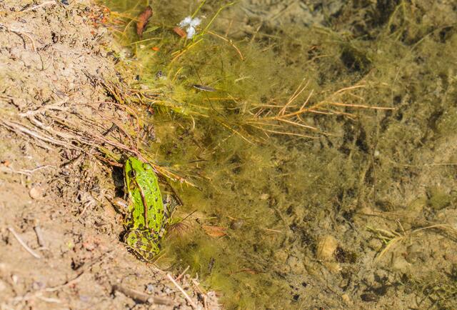 ein Frosch hat sich versteckt
