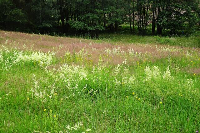 eine schöne saftige Waldwiese