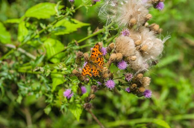 Glück gehabt, noch ein Schmetterling