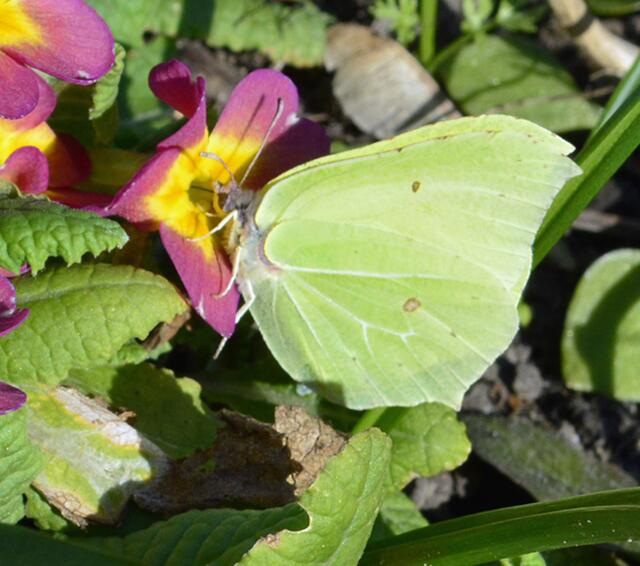 Zitronenfalter (Gonepteryx rhamni)