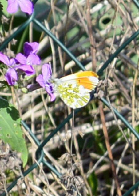 Aurorafalter (Anthocharis cardamines)
