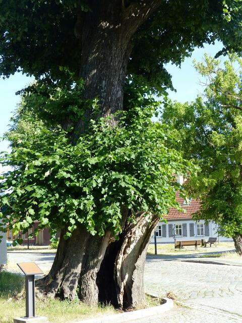Sagenumwobene Heidenlinde am Kloster Zinna

Die Linde soll im 12. Jahrhundert gepflanzt worden sein, um dort die letzten heidnischen Slawen zu taufen.