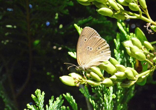 brauner Waldvogel (Aphantopus hyperantus)