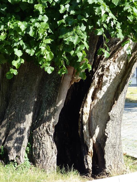 Hohler Stamm der Heidenlinde