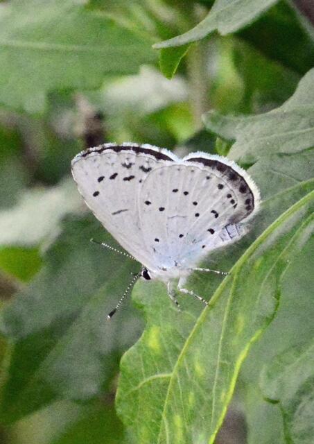 Vogelwickebläuling?