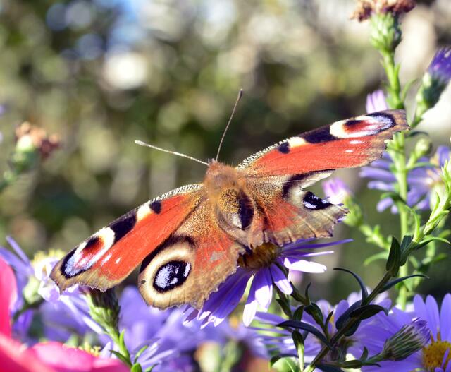 Tagespfauenauge etwas zerrupfte (Aglais io)