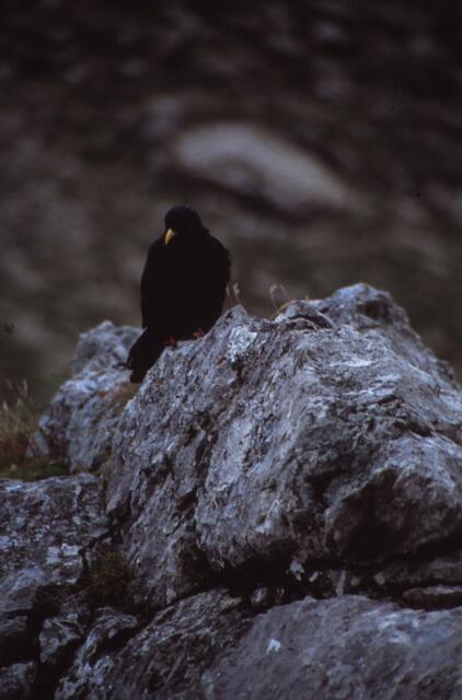 Dohle bei der Scharte "Tor"