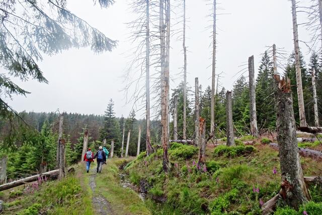 am Clausthahler Flutgraben kann man schon die Umwandlung des Waldes zu einem Naturwald erkennen