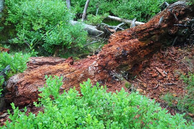 im Nationalpark Harz darf kein Nutzholz und auch kein Totholz entnommen werden