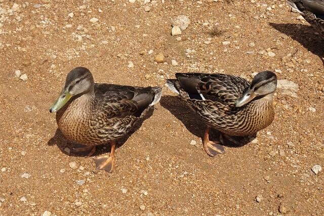 Enten am Badestrand des Oderteiches