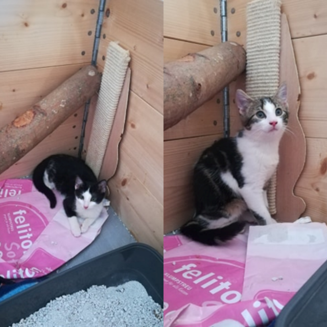 Bonny und Clyde (Pflegestelle)