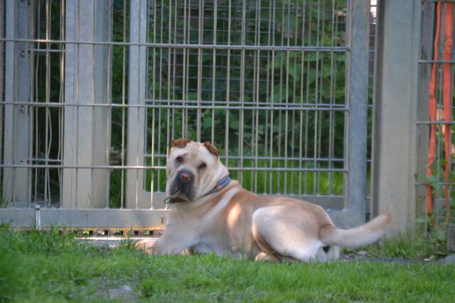 Lilly (Pflegestelle)