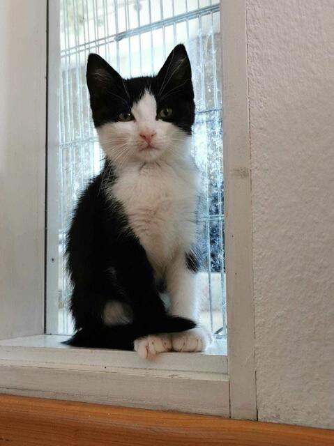 Misty (Pflegestelle nur mit Maddox)