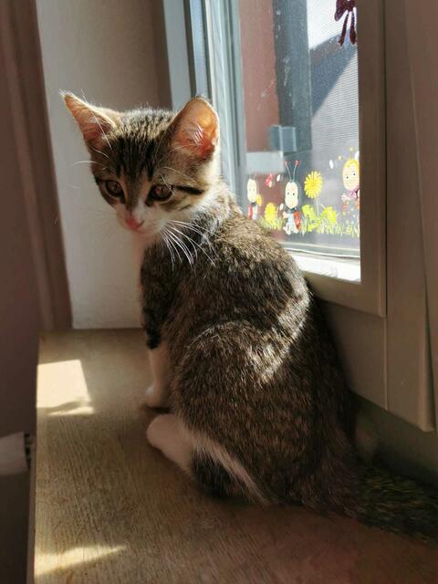 Maddox (Pflegestelle nur mit Misty)