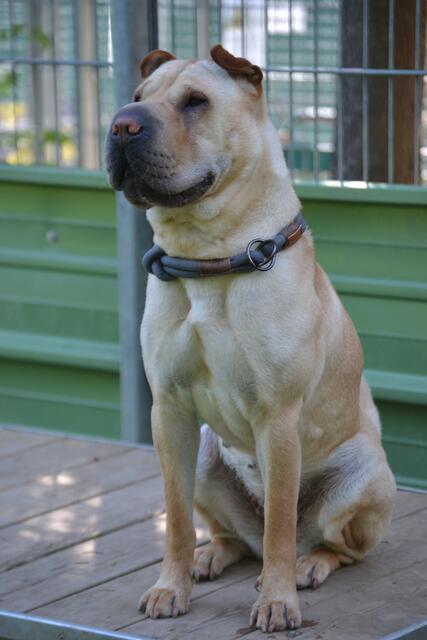 Lilly (Pflegestelle)