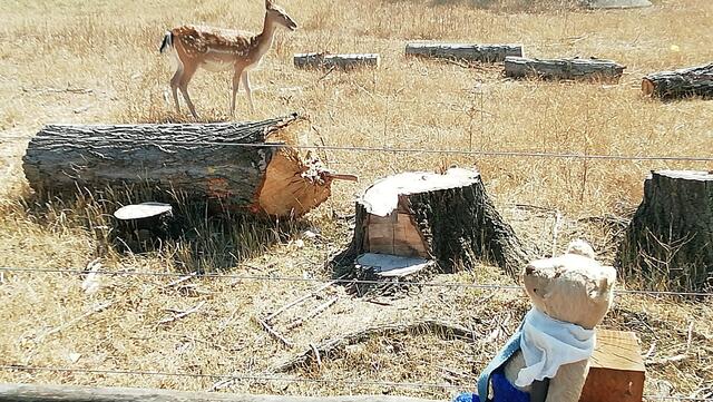 Südpark Merseburg im Tierpark mit O'Brain (29.7.2020) !