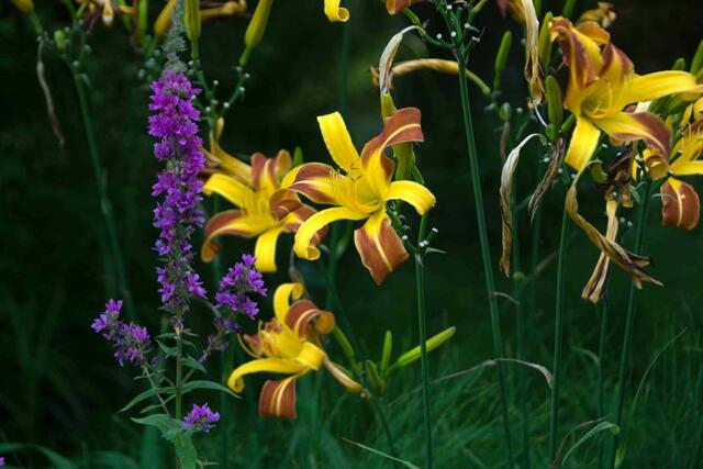 Noch einmal Lilien