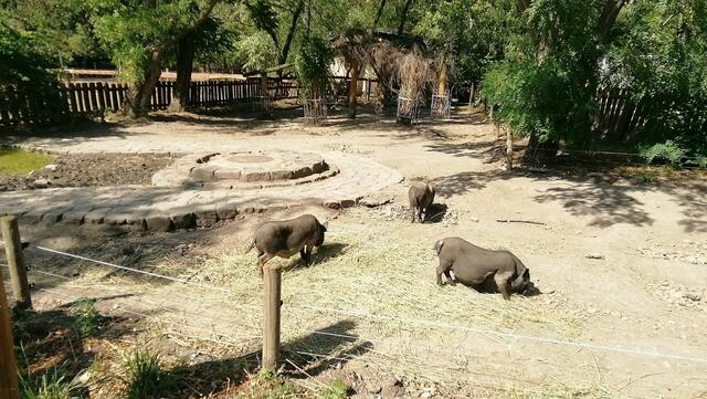 Südpark Merseburg im Tierpark mit O'Brain (29.7.2020) !