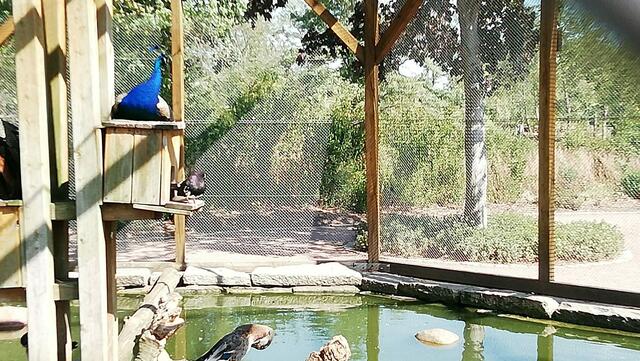 Südpark Merseburg im Tierpark mit O'Brain (29.7.2020) !