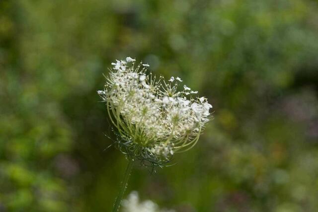 Leichte Blüte, bewegt im Wind