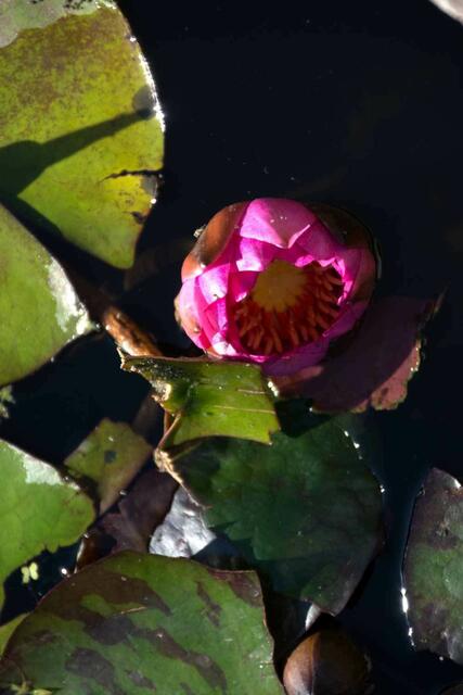 Seerose im Halblicht