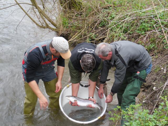 Besatz mit Huchenlaichfischen