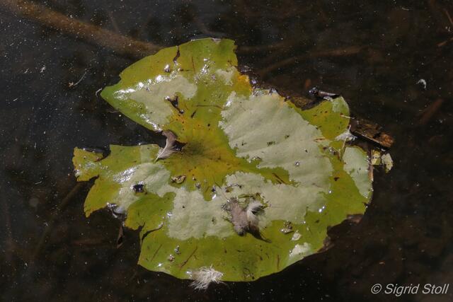 Ein Blatt im Wasser