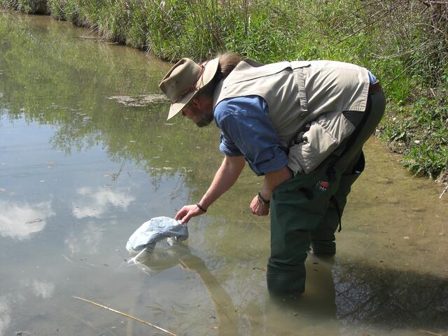 Besatz mit Nasenbrut