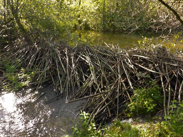 Biberdamm | Foto: Hubert Schuster