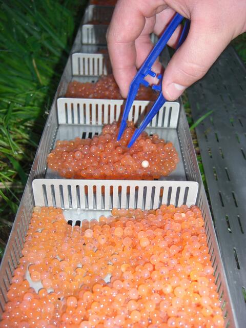 Hucheneier in einer Brutbox