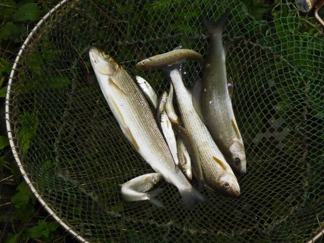 Äschennachwuchs in allen Altersklassen | Foto: Hubert Schuster