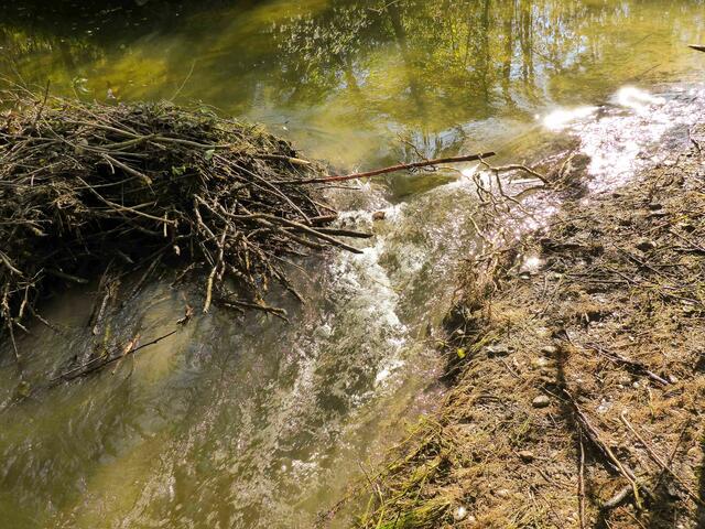 Teilöffnung eines Biberdamms zur Wiederherstellung der Durchgängigkeit | Foto: Hubert Schuster