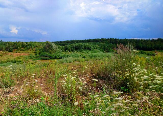 Bunte Wiesenblumen bedecken die karge Landschaft, über der sich gerade ein Gewitter zusammenbraut.