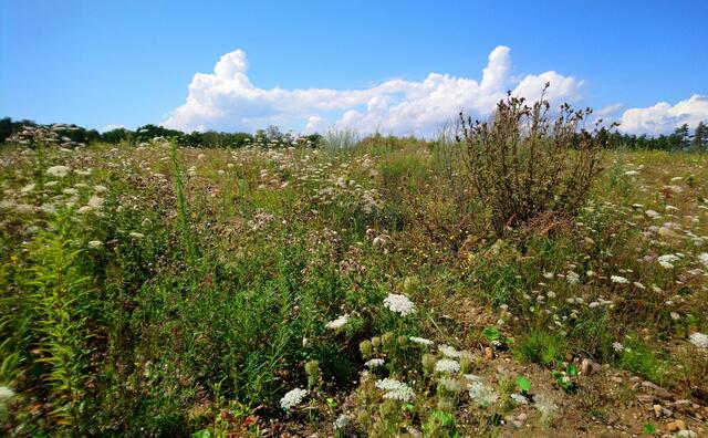 Nach dem Gewitter