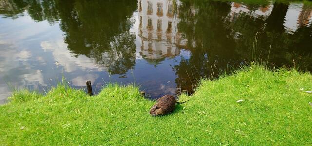Zahlreiche Bisamratten fühlen sich hier wohl.