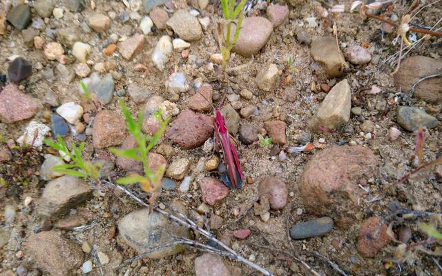 Eine rote Heuschrecke