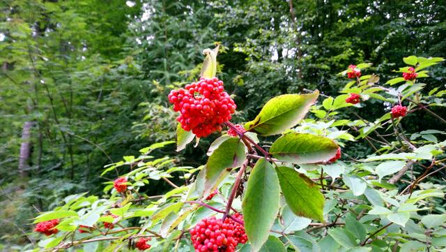 Leuchtende Beerenpracht