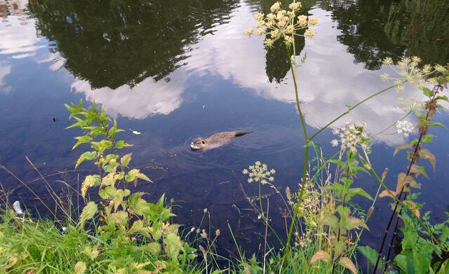 Bisamratte (Nutria)