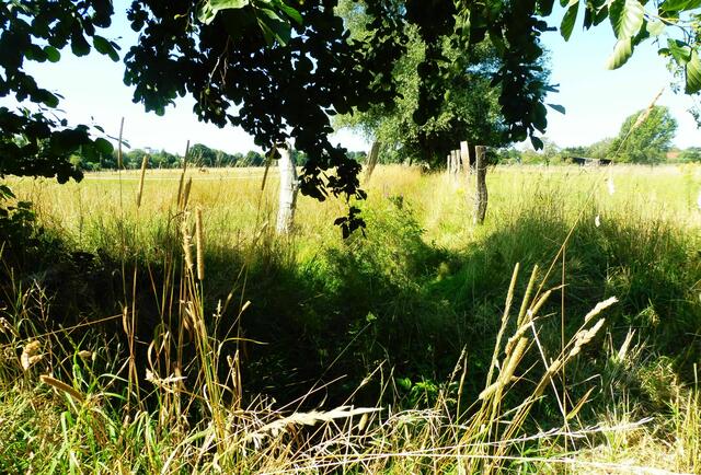 Grenzgraben in Blickrichtung Laher Wiesen. Auftrag an Stadtentwässerung Hannover: Der Graben muss dringend renaturiert werden. Aktuelles Foto 2020.