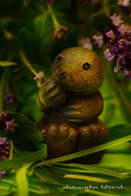 Wombat-Baby....