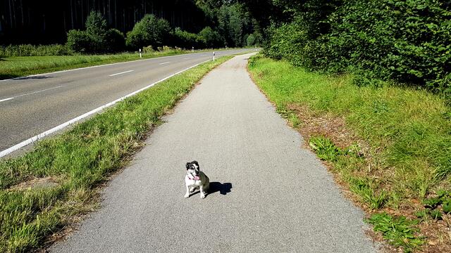 Fahrradweg an der Jettingerstrasse auf dem Rückweg zum Parkplatz