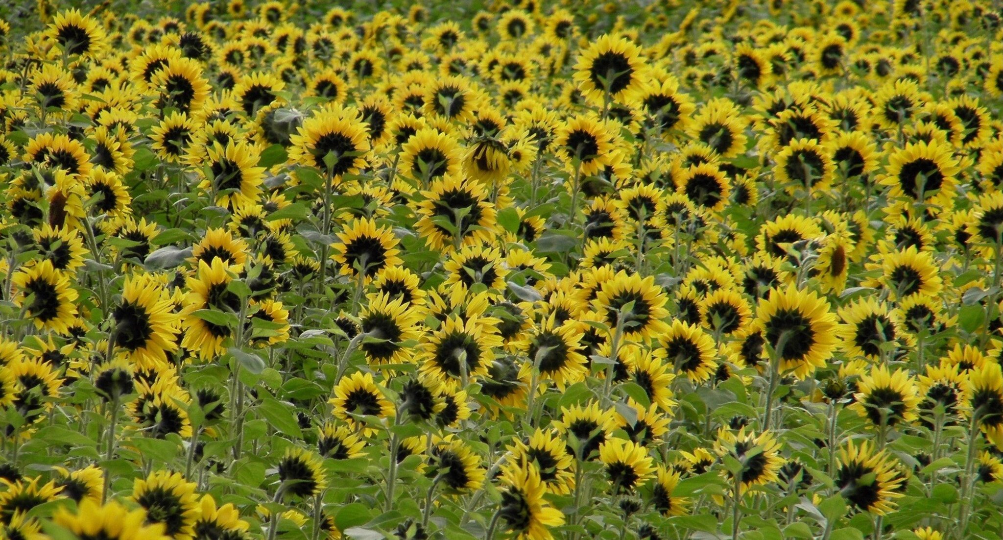 Sonnenblumen Essen