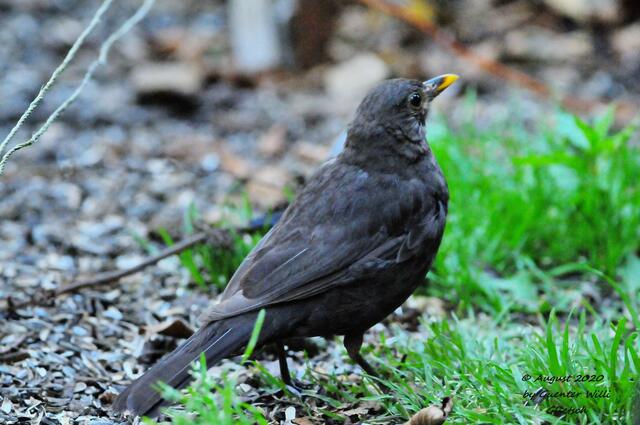 Amsel