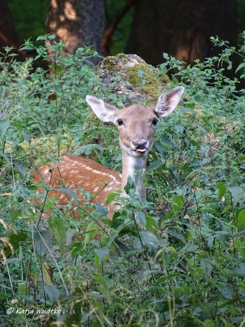"Ätsch" - Damwild im Tiergarten Hannover (Foto: Katja Woidtke)