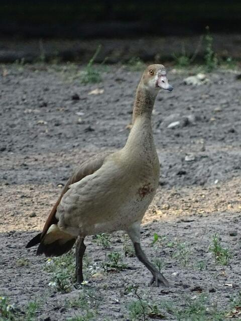 Nilgans nach dem Schlammbad im Tiergarten Hannover (Foto: Katja Woidtke)