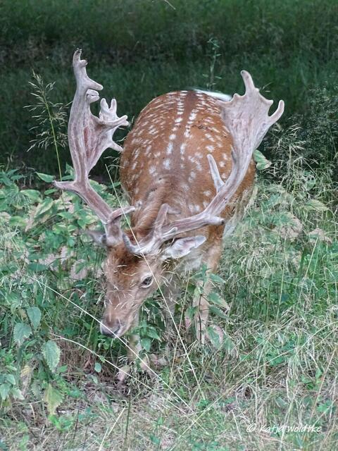 Auge in Auge mit dem Damwild im Tiergarten Hannover (Foto: Katja Woidtke)