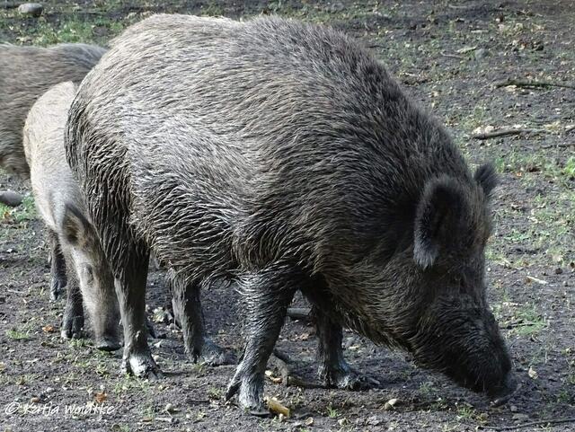 Wildschweine im Tiergarten Hannover (Foto: Katja Woidtke)