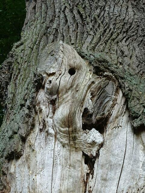 Baumgesicht im Tiergarten Hannover - was erkennt ihr?  (Foto: Katja Woidtke)