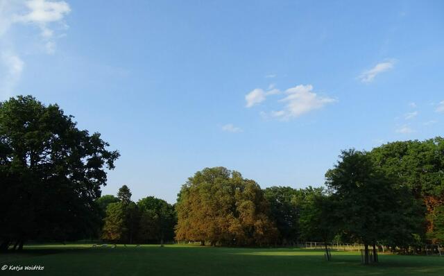 Waldlichtung im Tiergarten Hannover (Foto: Katja Woidtke)